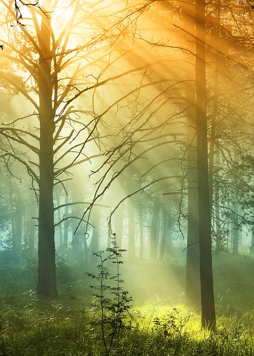 清晨的阳光照耀在树林里 .