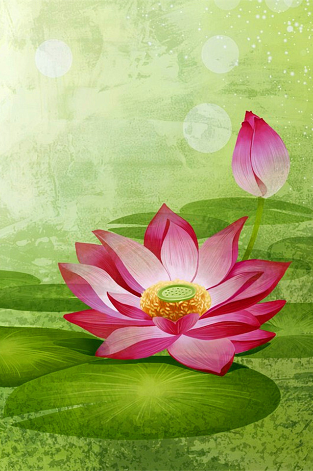 荷花.