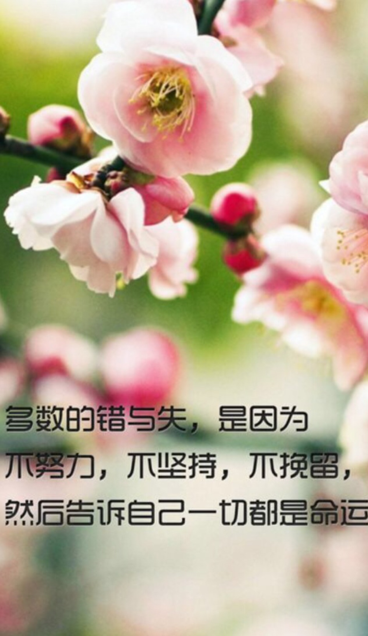 是因为不努力.不坚持.不挽留.然后告诉自己一切都是命运.