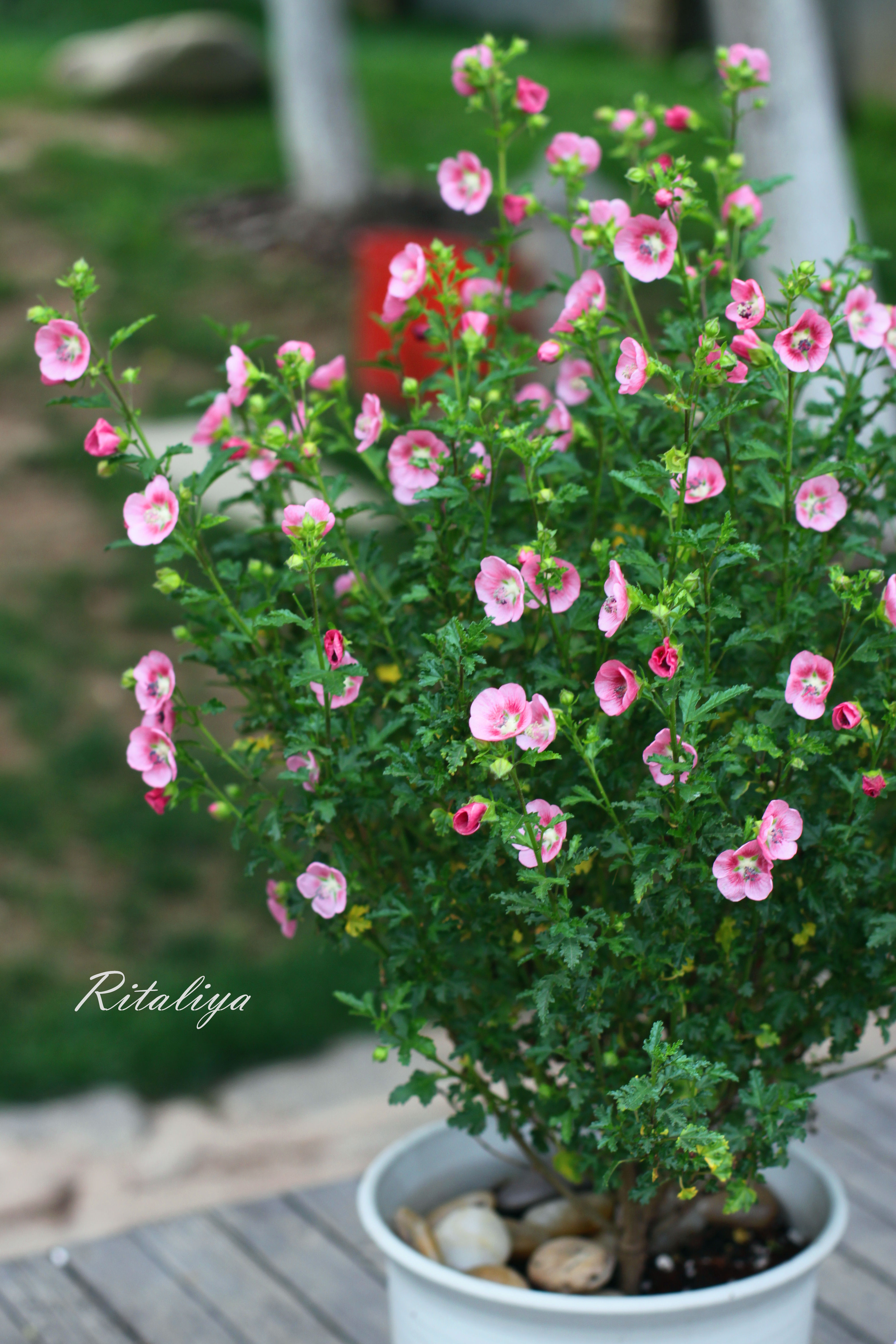 枚红色的小花花~小树一样,很好看的哟盆栽花卉植物