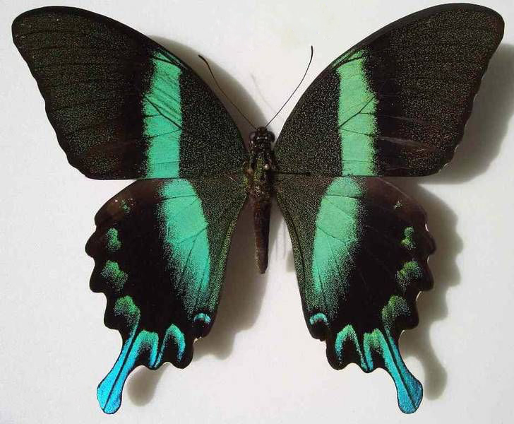 爱神凤蝶 即 蓝尾翠凤蝶 蓝尾翠凤蝶(学名:papilio blumei)属凤蝶科翠