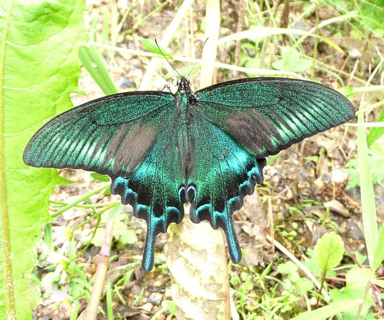 绿带翠凤蝶 昆虫名,为鳞翅目(lepidoptera),凤蝶科(papilionidae).