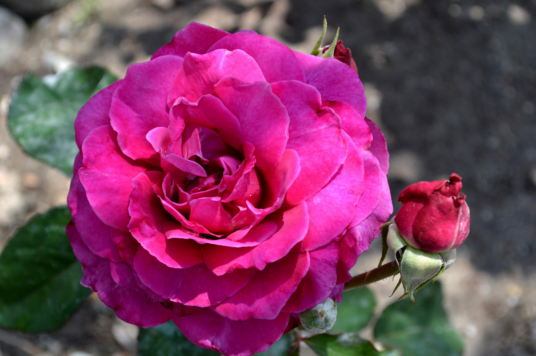 庞巴度夫人(madame pompadour) 藤蔓玫瑰,它的香味适中,异常强大的