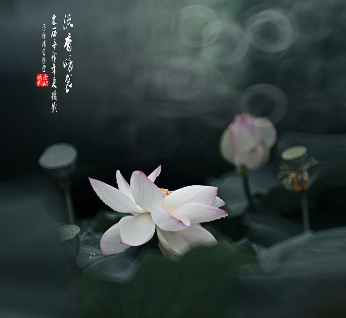 lotus,莲花,唯美意境图片.