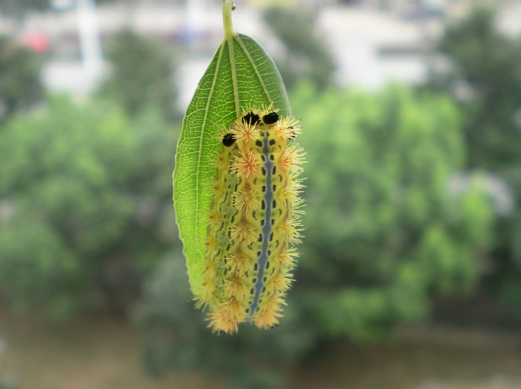 各种幼虫