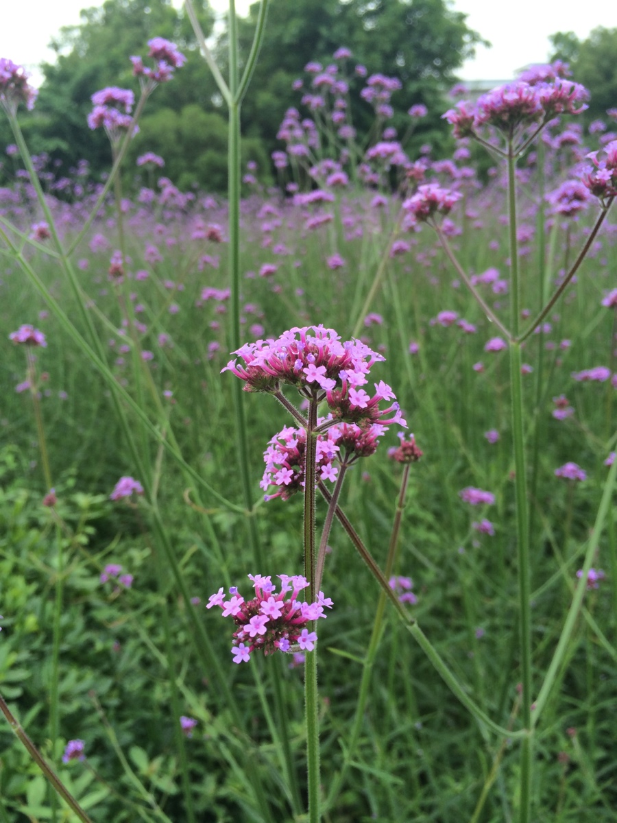 马鞭草 