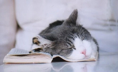 看书看睡着了,,跟我真像