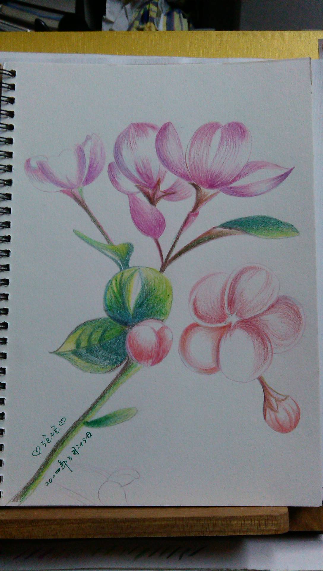 彩铅,插画,彩铅的植物是我的大爱
