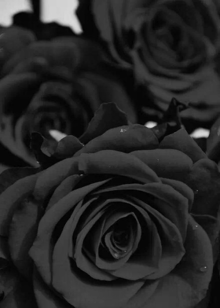 black rosevil,全世界最稀有的黑色玫瑰极罕见品种.
