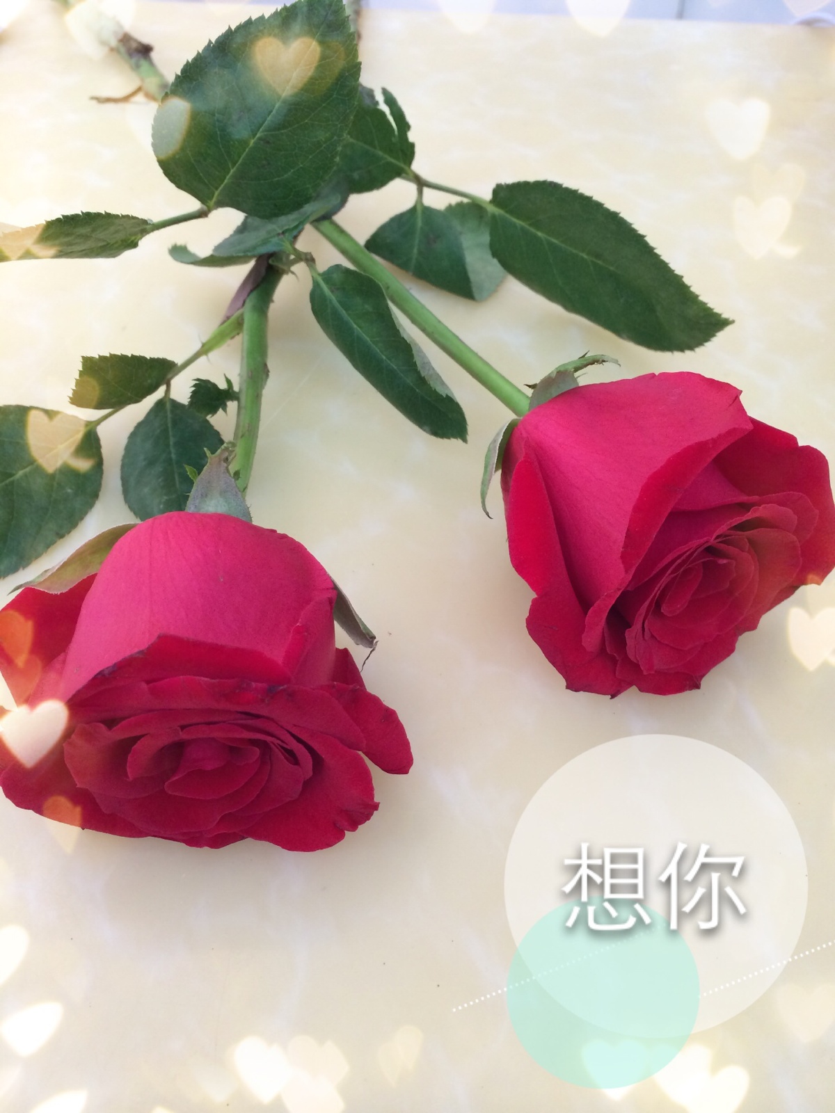 为什么象征爱情的是玫瑰?