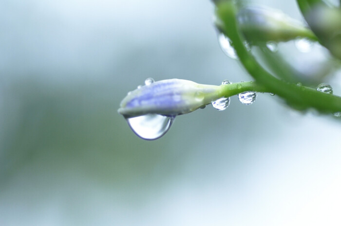 本草纲目.水部·露水.在秋露重的时候,早晨去花草间收取.气味.