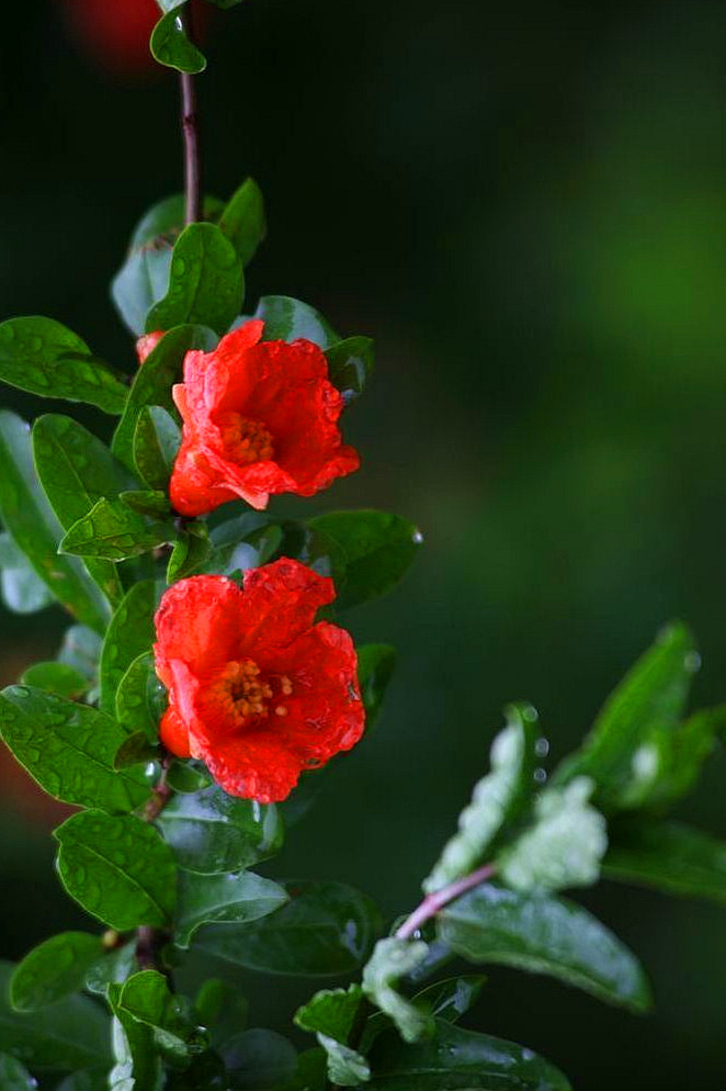 雨后石榴花.