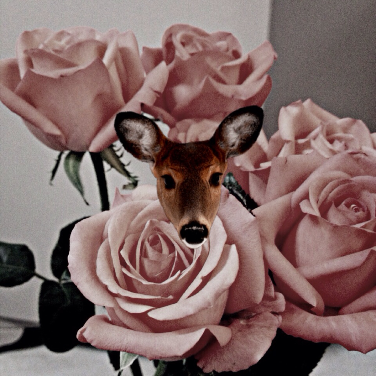 玫瑰和鹿