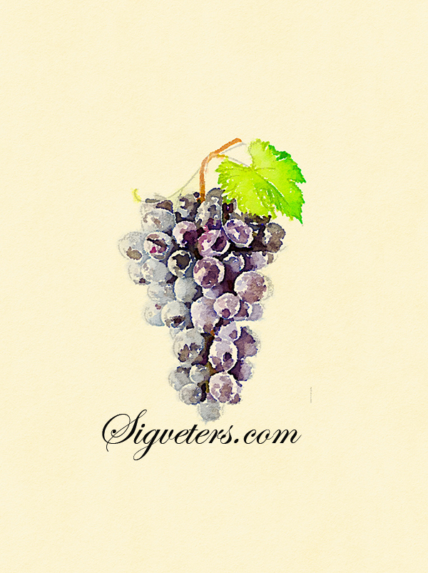 喜欢吃的水果 葡萄 手绘复古水彩插画
