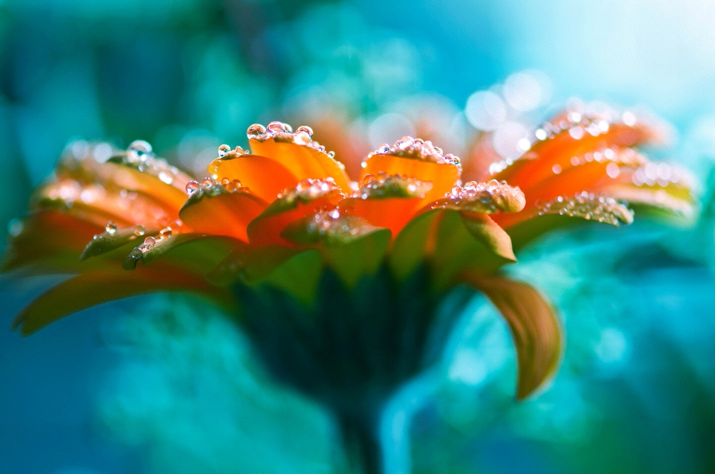 露珠不向花朵承诺去留,却朝朝相伴(来自最美壁纸)