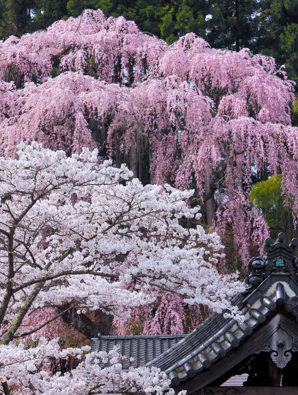 去武大看过樱花也去东湖看过樱花!但是总感觉日本的樱花更有味道!