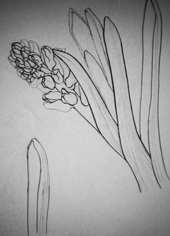 素材类别:风信子 素描 垂花风信子素描,风信子,素描,鲜花,花卉植物.