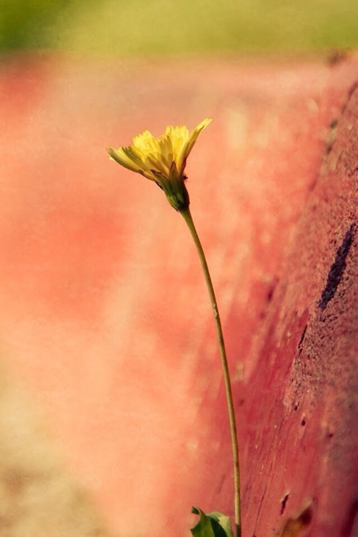 一枝花