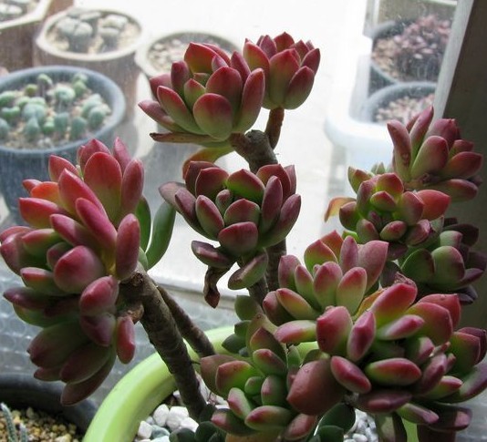 红稚莲(echeveria macdougallii),景天科石莲花属,喜温暖,干燥和通风