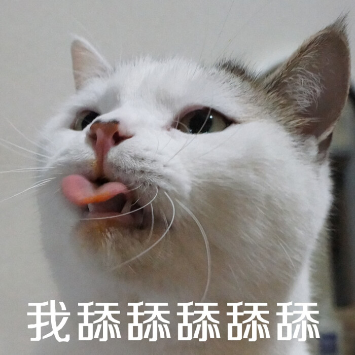 猫猫表情 我舔舔舔