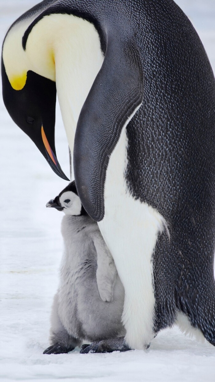 母亲节快乐-帝企鹅-堆糖,美好生活研究所