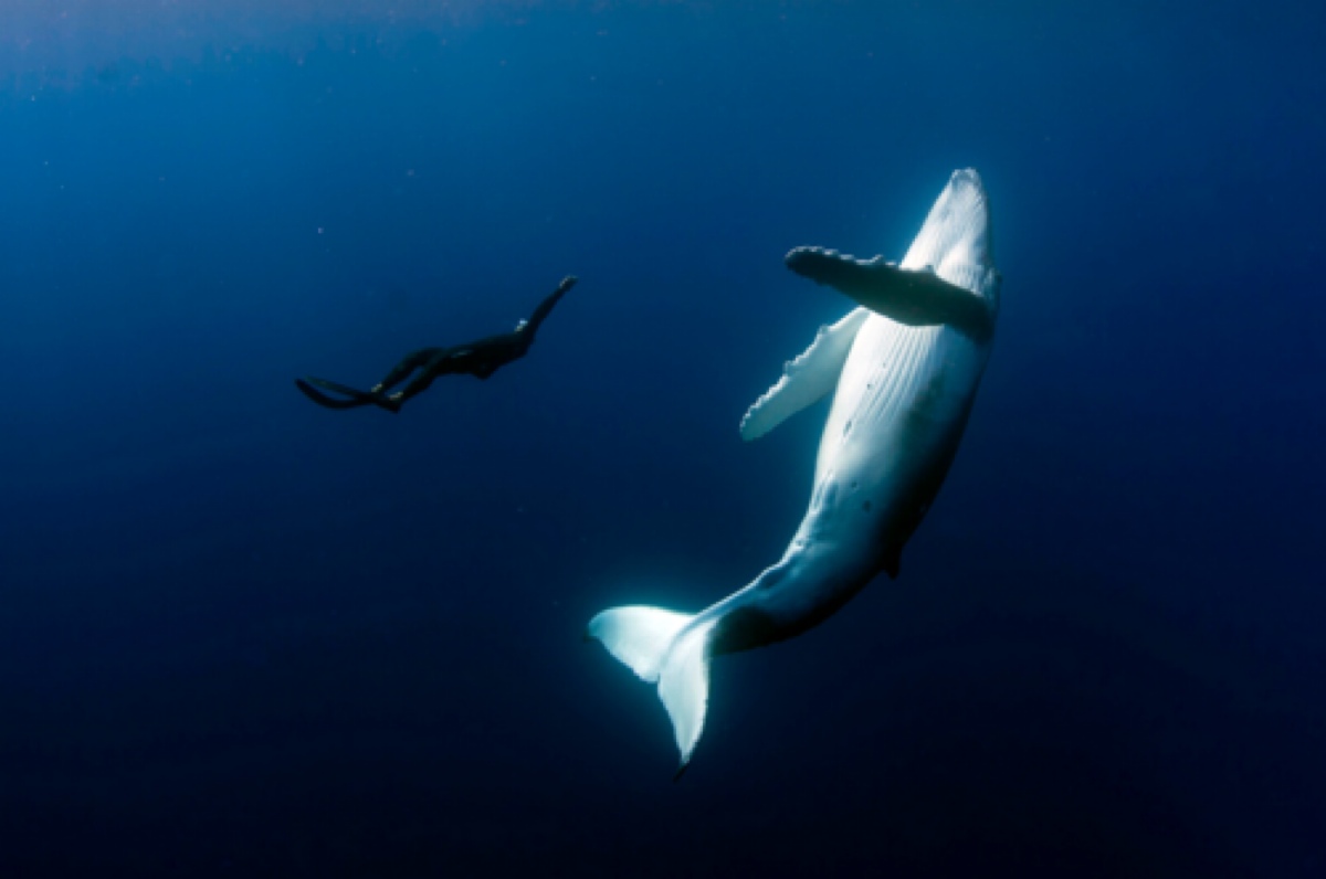 humpback whale