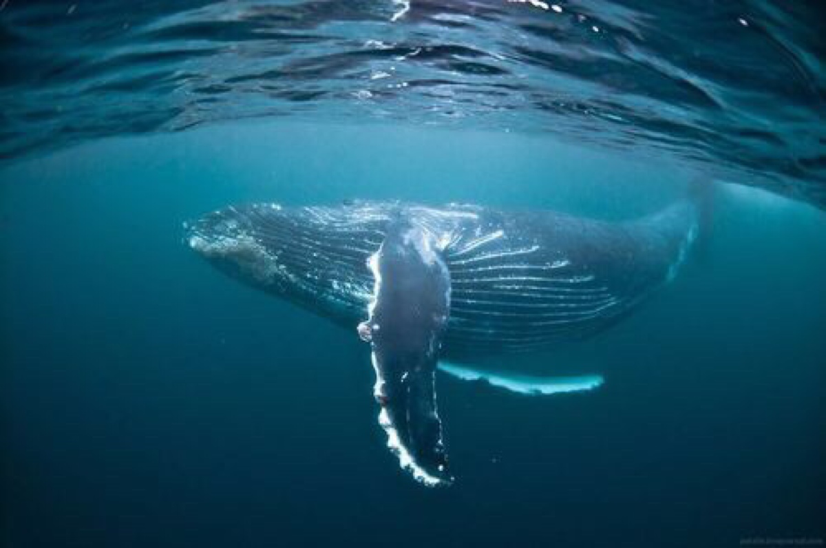 humpback whale