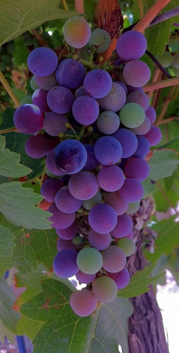 色彩斑斓的葡萄
