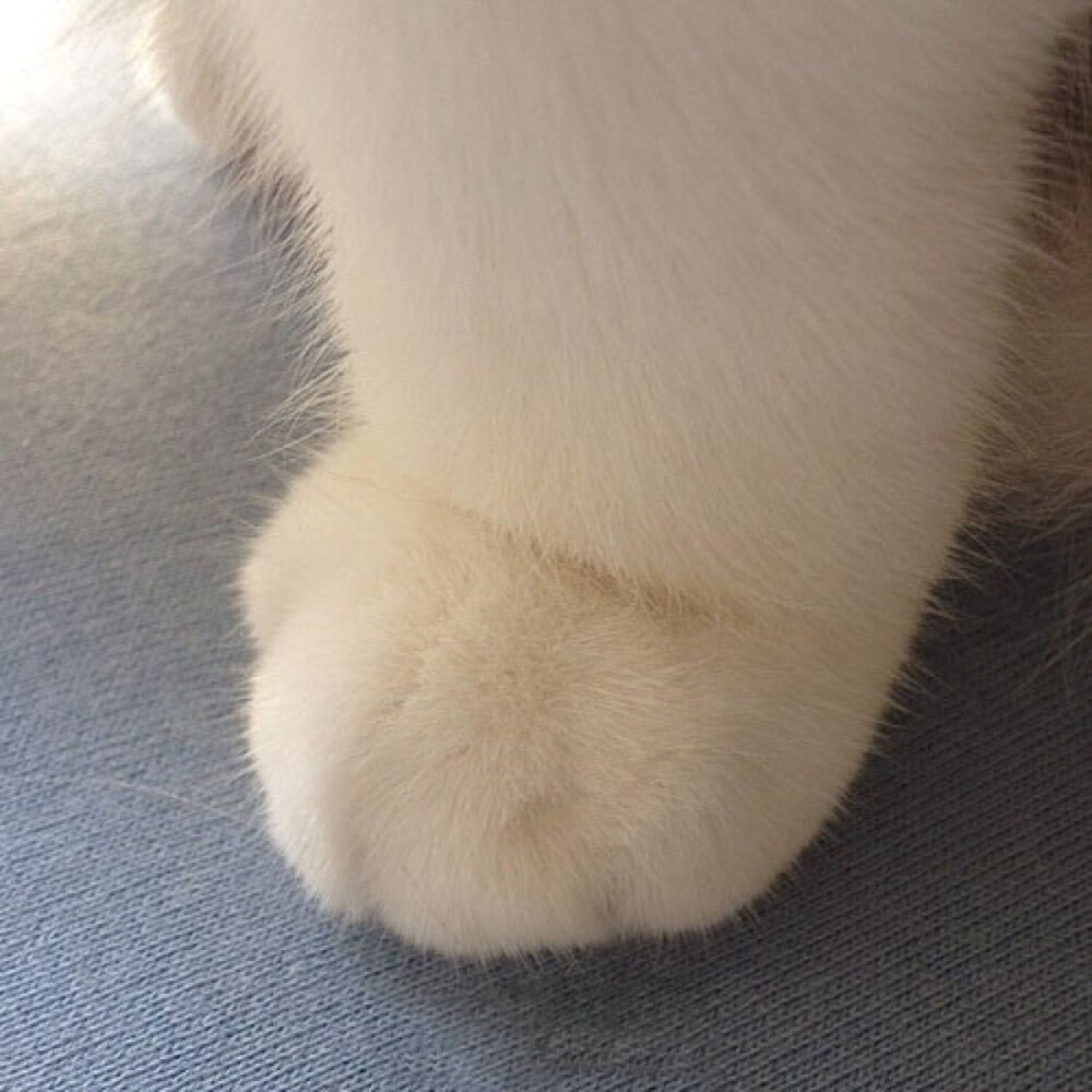 猫星人,猫,猫爪,狮子,老虎,leo,iphone/ipad壁纸,个性,创意