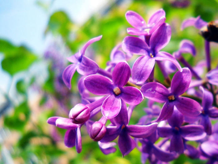 素材类别:紫色丁香花 鲜花 花草植物 紫色丁香花盛开图片,紫色丁香花