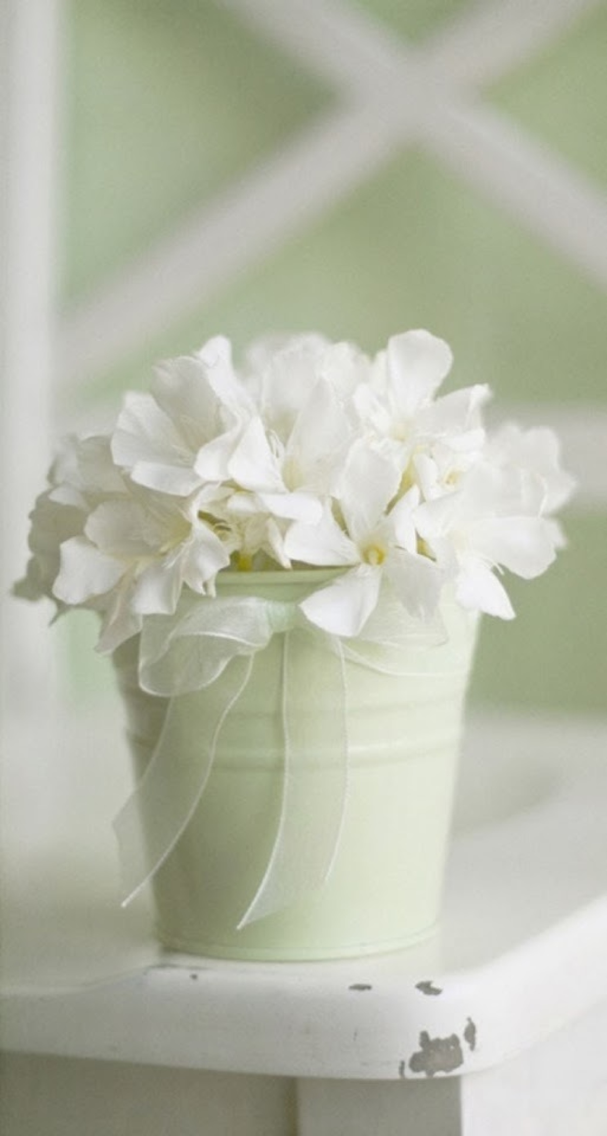 唯美 花朵 白色