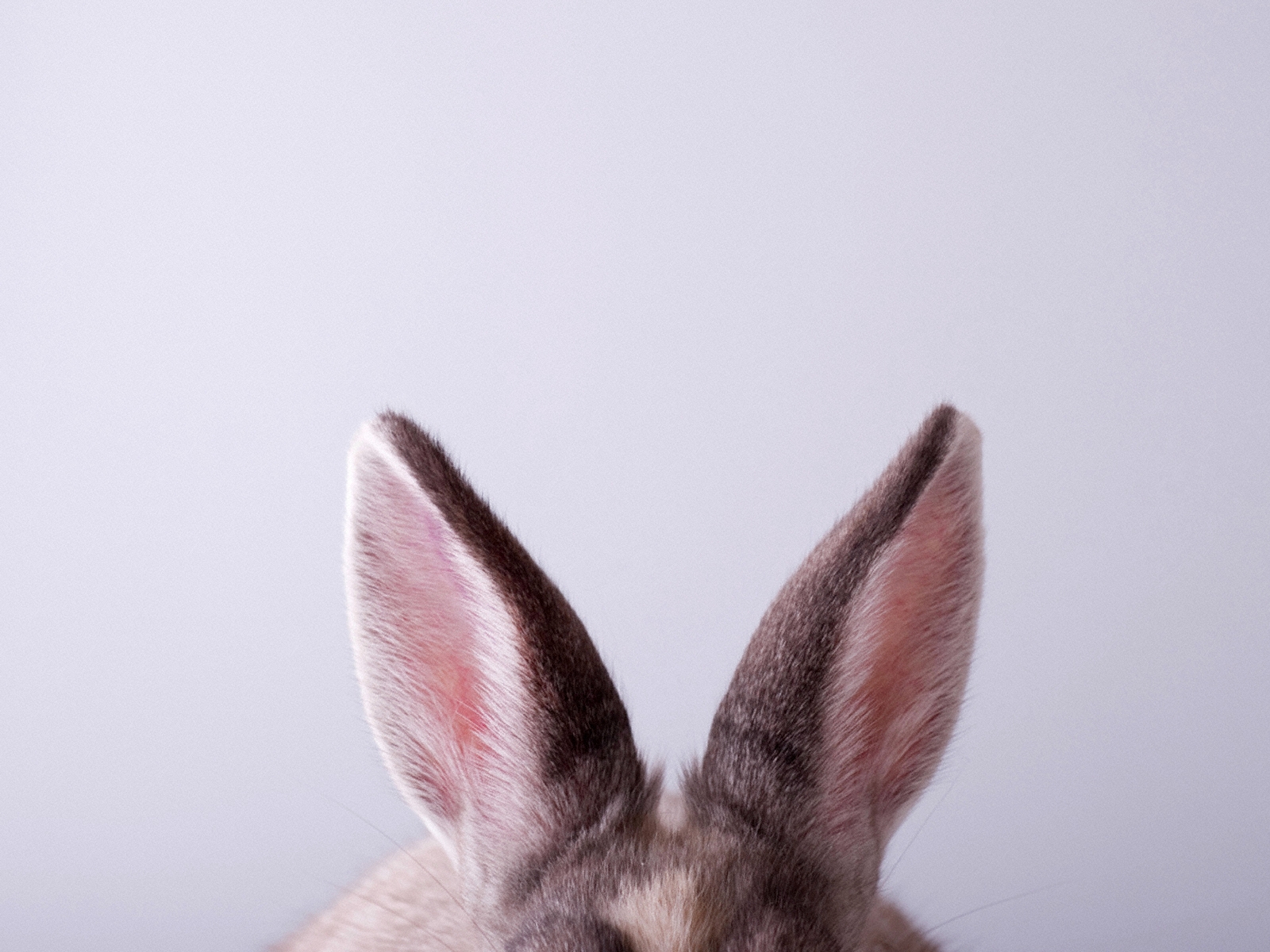 兔耳朵 
