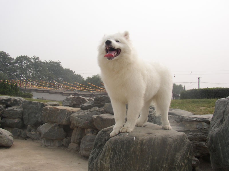 萨摩耶德犬身体非常强壮,速度很快,是出色的守卫犬,但又是温和而友善