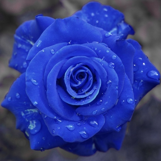 蓝色妖姬 blue enchantress(拉丁学名:blue rose)寓意相守是一种承诺.