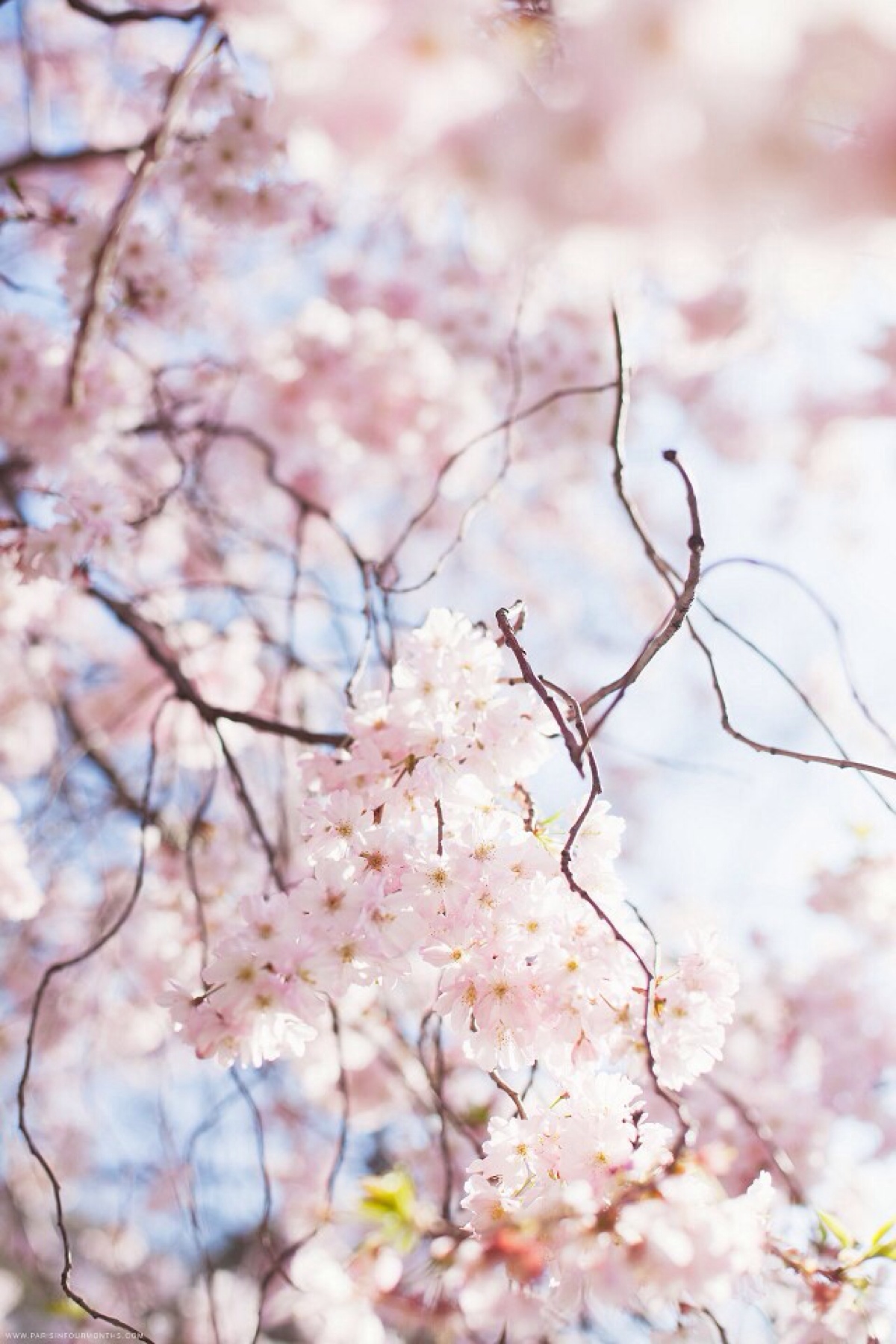 cherry blossom 樱花