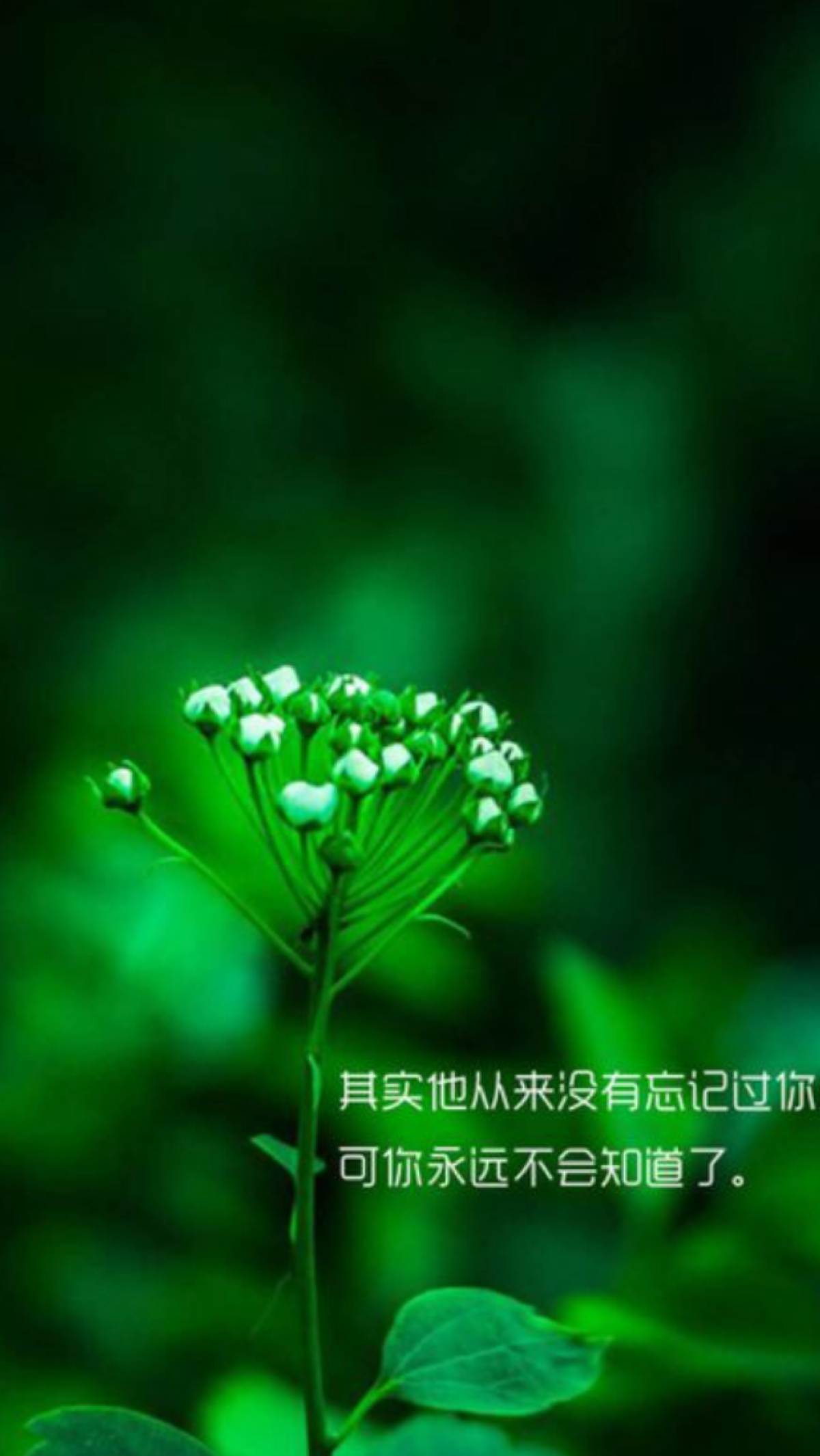 不想让你被一个不爱的人拖垮.其实他从来没有忘记过你.