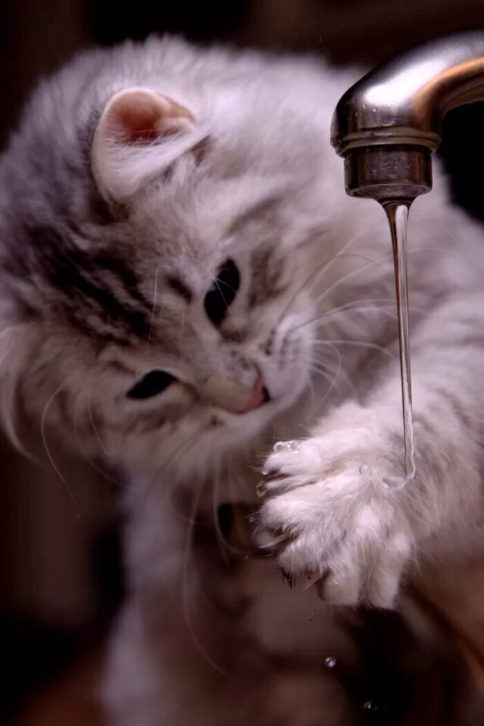猫性不可失