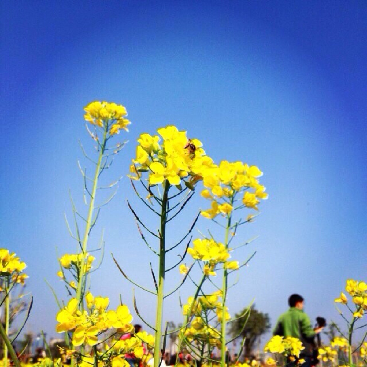 晒天空 油菜花