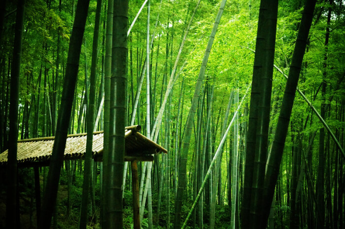 蜀南竹海,所在地四川宜宾长宁.