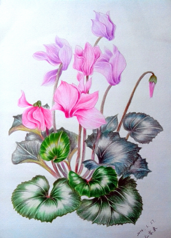 2015年3月21日 22:30 关注 学画画 植物 飞乐鸟 彩铅画 收藏