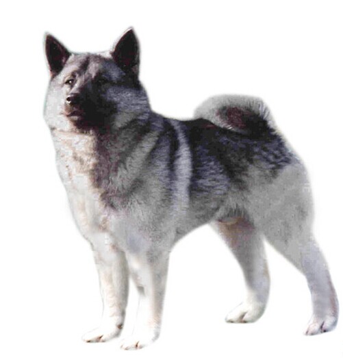 它是非常勇敢的灰色猎犬,整体来看,它身材中等,轮廓呈正方形,身体的
