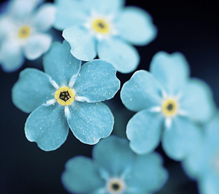 壁纸头像【960x854】蓝色花卉
