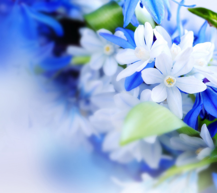 壁纸头像【960x854】蓝色淡雅花朵