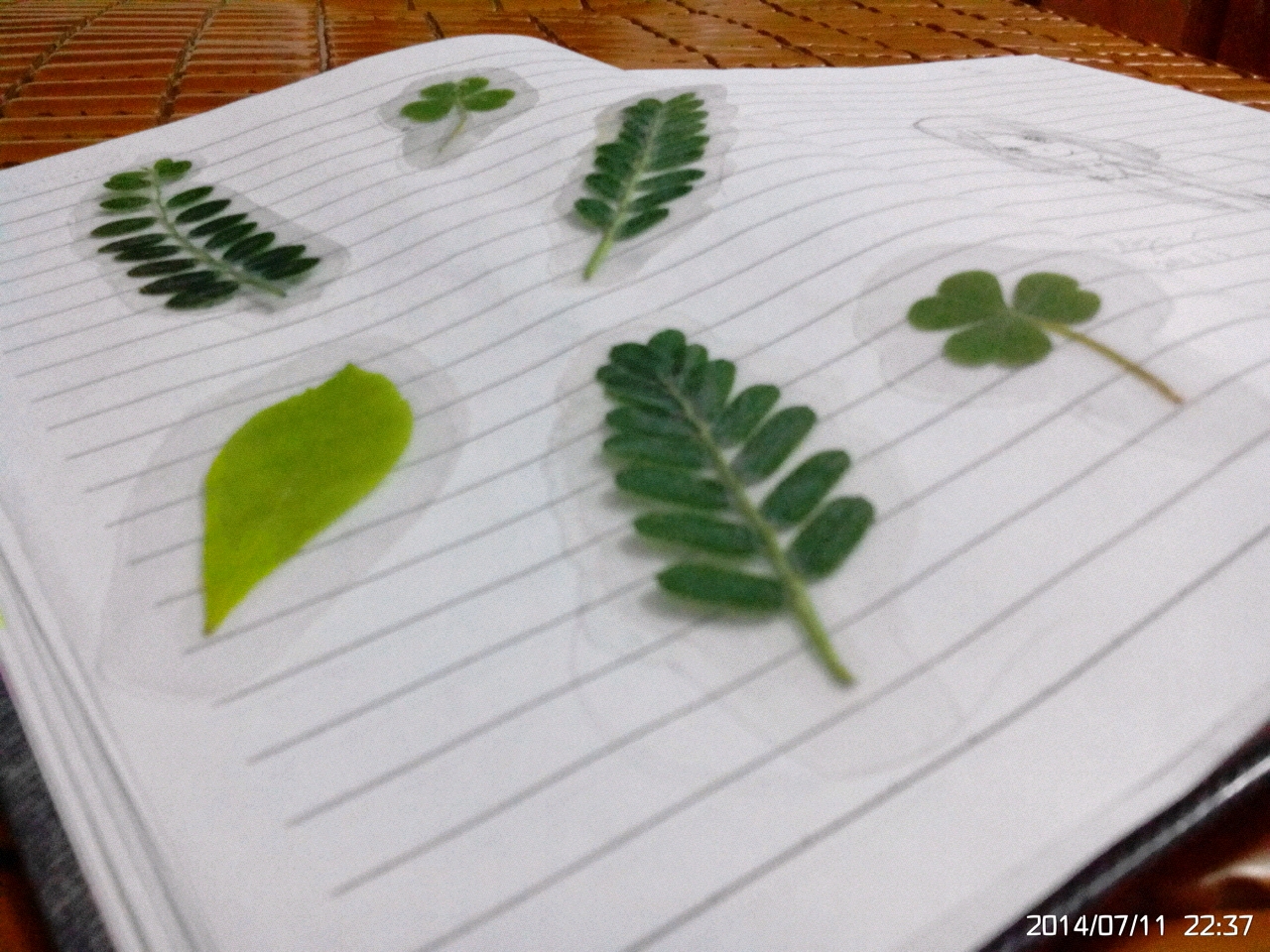 植物书签