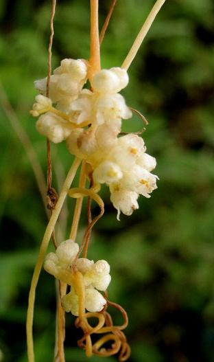 菟丝花 是一年生寄生草本,但花语却是战胜困难和无畏的爱【然晚】