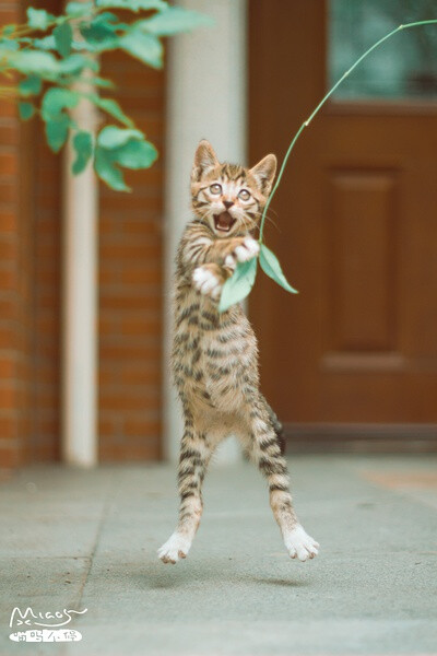 中午饭后逗猫成了我们每日最开心的一件事.