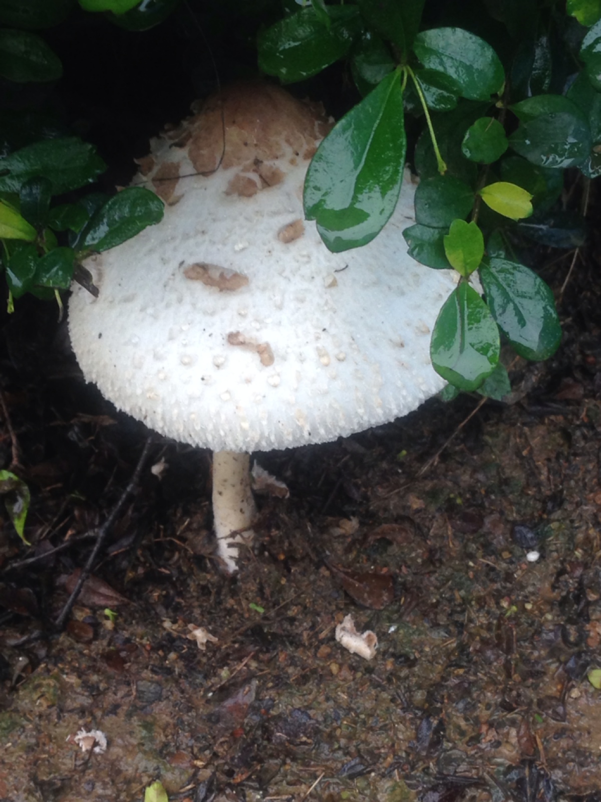 雨后蘑菇