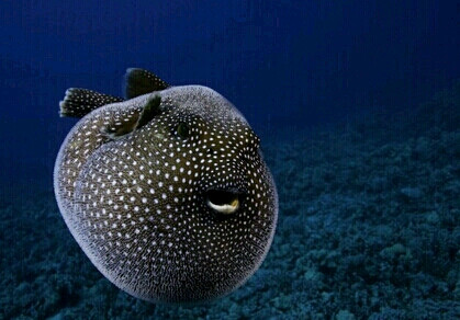 一只白点叉鼻鲀(guineafowl pufferfish)在夏威夷的海域里悠游