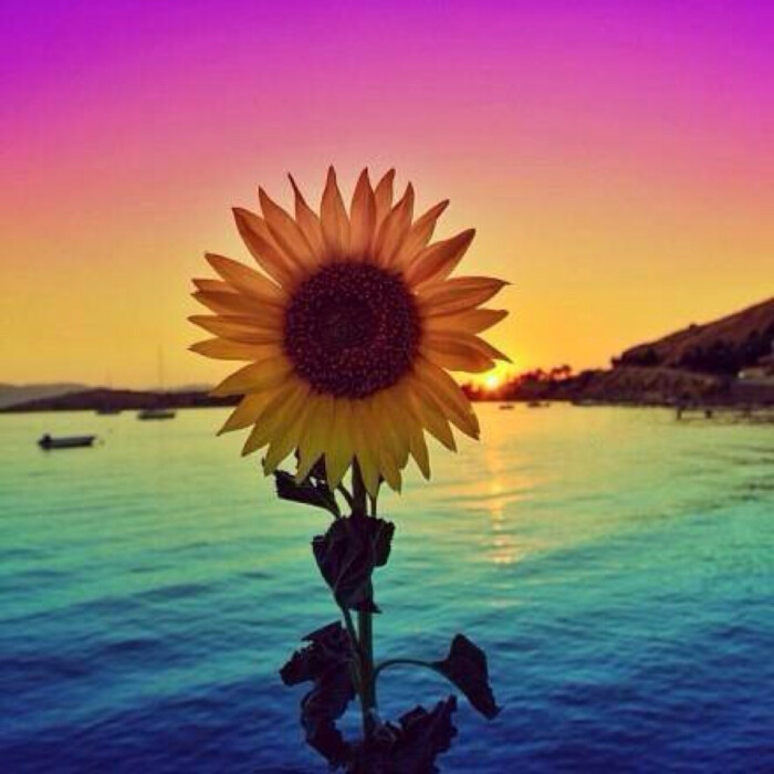 向日葵,愿你与这世界温暖相拥.