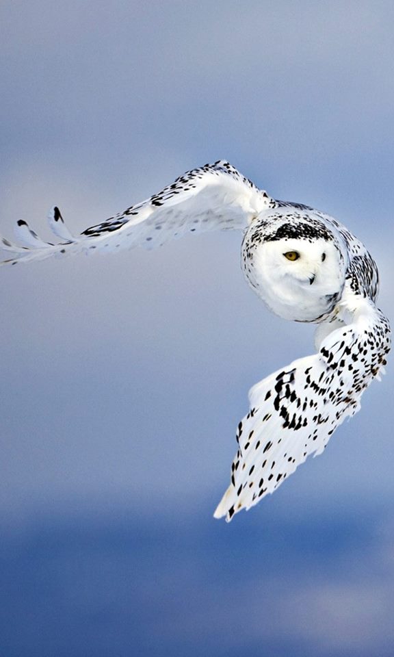 beautiful snowy owls